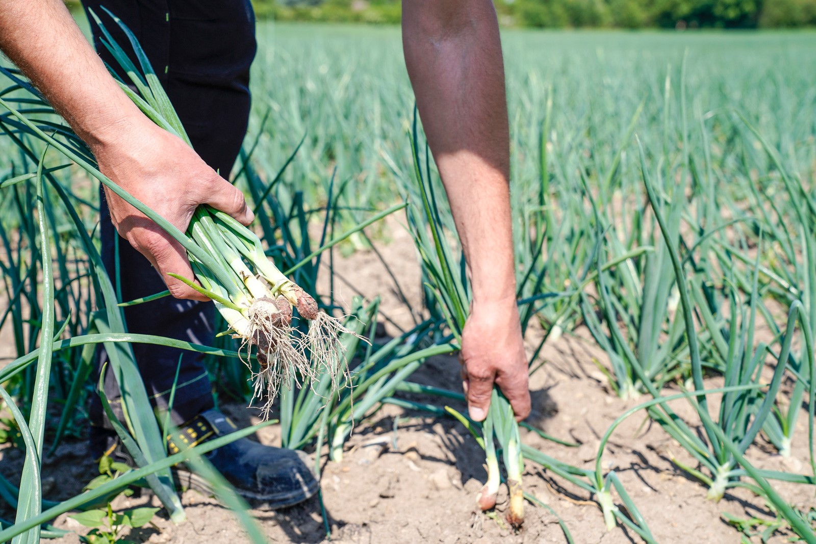 /upload/BS produktbilder/salladslok-nyskordad_FullSize.jpg